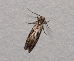 Nemapogon granella
