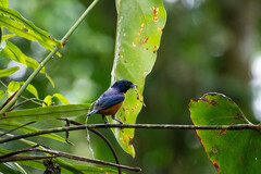 Euphonia rufiventris
