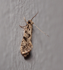 Nemapogon granella