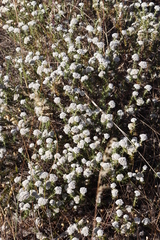 Metalasia pulchella