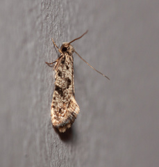 Nemapogon granella