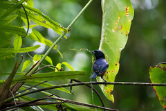 Euphonia rufiventris