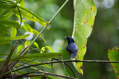 Euphonia rufiventris