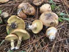 Suillus cothurnatus