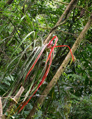 Aechmea streptocalycoides