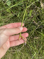 Cyanotis speciosa