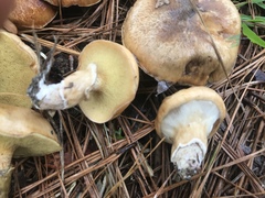 Suillus cothurnatus