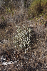 Metalasia pulchella