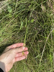 Cyanotis speciosa