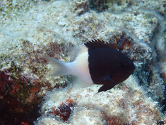 Pycnochromis dimidiatus
