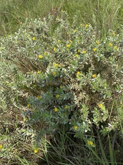 Lasiosiphon splendens