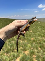 Pseudocordylus melanotus