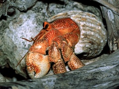 Coenobita perlatus