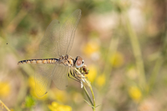 Selysiothemis nigra