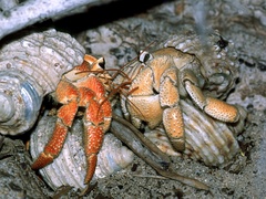 Coenobita perlatus