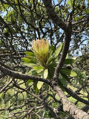 Protea roupelliae roupelliae