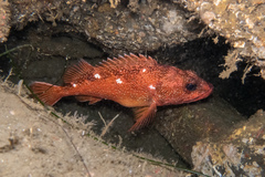 Sebastes constellatus