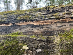 Hypoxylon rubiginosum