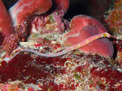 Corythoichthys schultzi