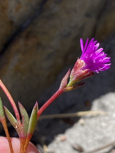 Elsies Spoonfig (Erepsia esterhuyseniae)