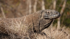Varanus komodoensis
