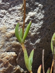 Erepsia esterhuyseniae