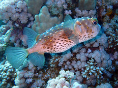 Cyclichthys spilostylus