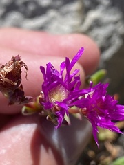 Erepsia esterhuyseniae