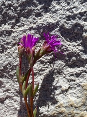 Erepsia esterhuyseniae