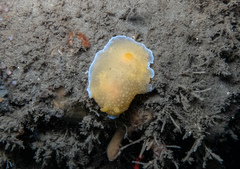 Doriopsilla spaldingi