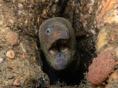 Gymnothorax mordax