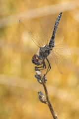 Selysiothemis nigra