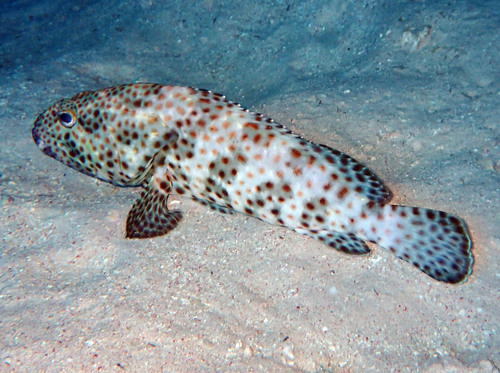 Greasy Rockcod — seen at this dive site