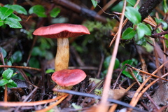 Cortinarius smithii