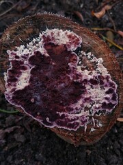Chondrostereum purpureum