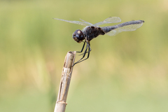 Selysiothemis nigra
