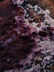 Chondrostereum purpureum