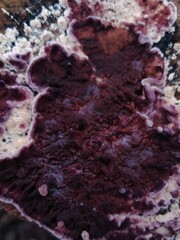 Chondrostereum purpureum