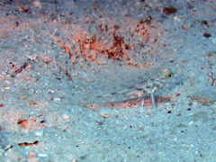 Fusigobius