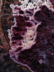 Chondrostereum purpureum