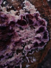 Chondrostereum purpureum