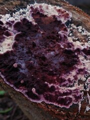 Chondrostereum purpureum