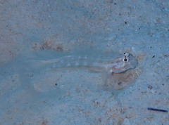 Gnatholepis caudimaculata