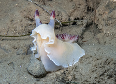 Dendrodoris azineae