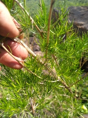 Asparagus suaveolens