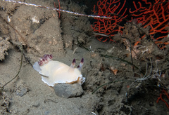 Dendrodoris azineae