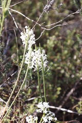 Struthiola