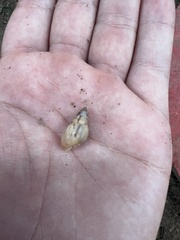 Drymaeus semistriatus