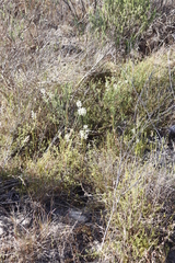 Struthiola