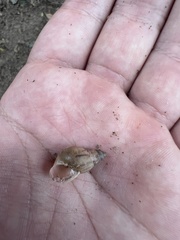 Drymaeus semistriatus